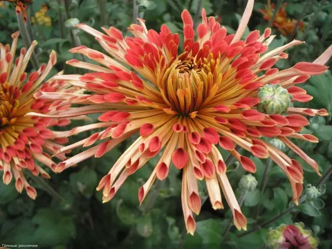 Dark chrysanthemum