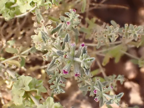 Desert horehound