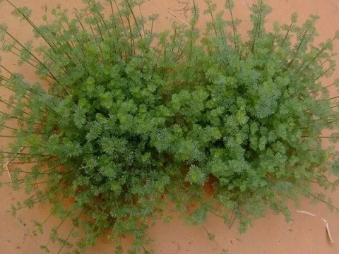 Antinea lavender
