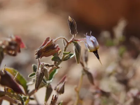 Trichodesma calcaratum
