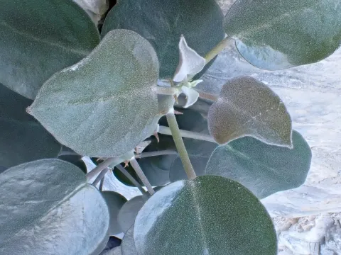 Caper bush