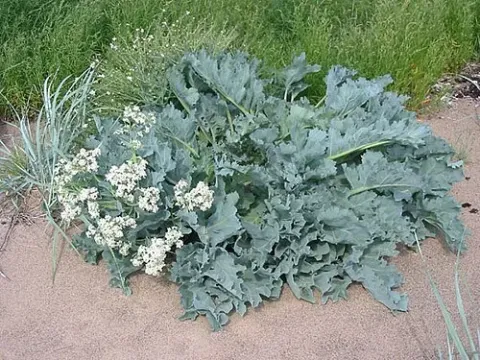 Crambe kralickii