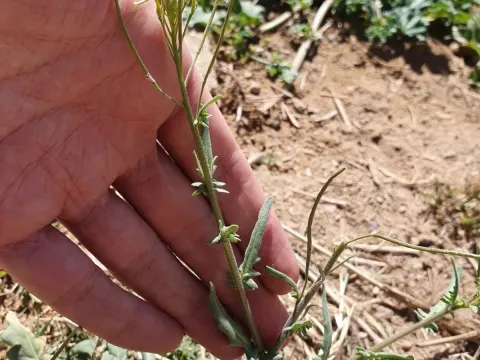 Sisymbrium reboudianum