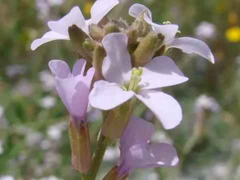 Lonchophora