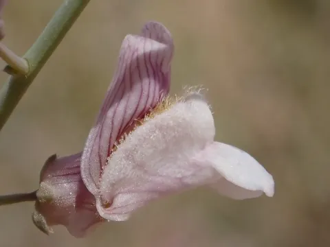 Acanthorrhinum