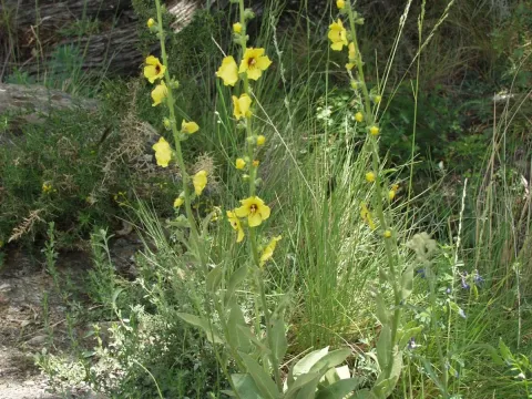 Granadan mullein