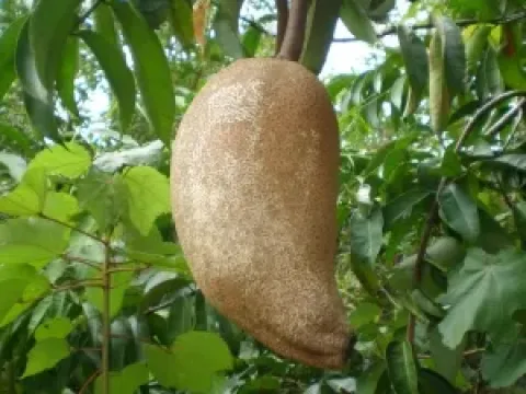 Allanblackia