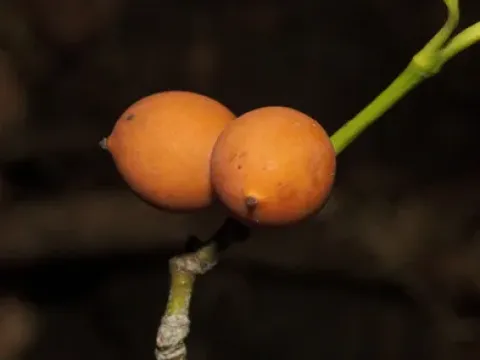 Garcinia ovalifolia