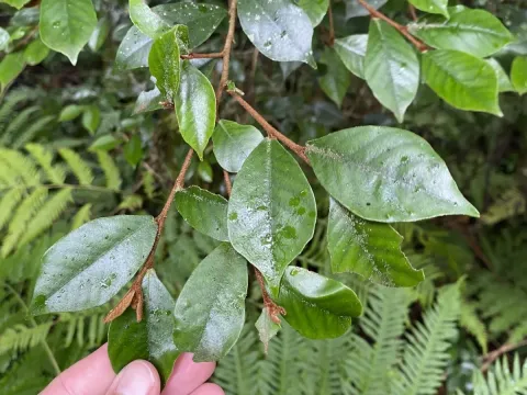 Trichocladus