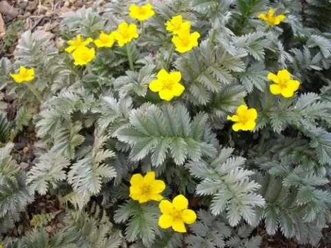 Potentilla