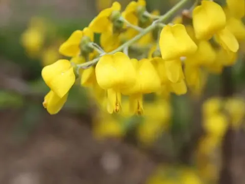 Korean sophora