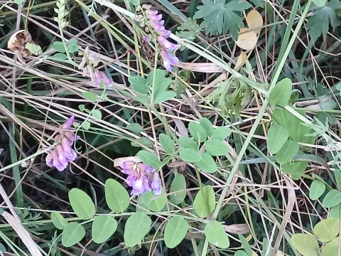 Amur vetch