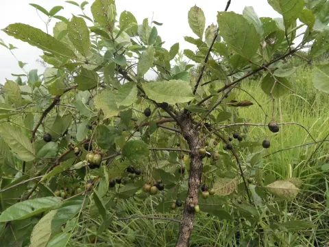 Vitex madiensis