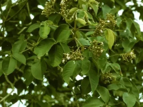 Vitex fischeri