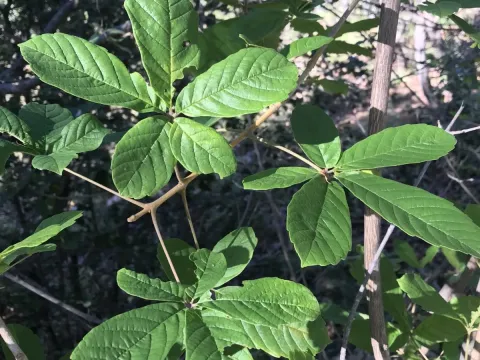 Vitex ferruginea