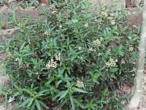 Lippia chevalieri