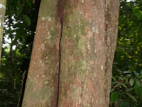 Chrysophyllum perpulchrum