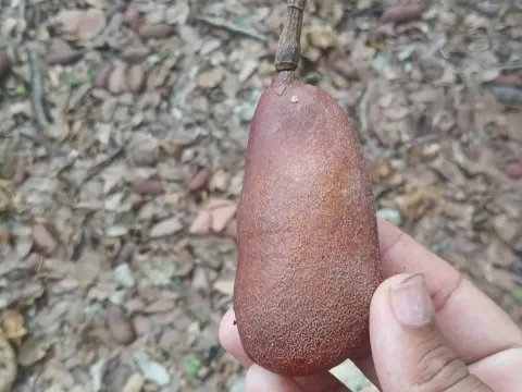 Hymenaea