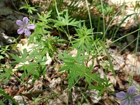 Dahurian cranesbill