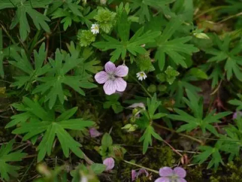 Korean geranium