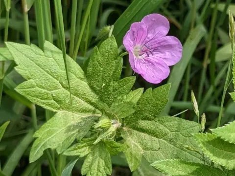 Geranium maximowiczii