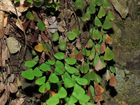 Adiantum monochlamys