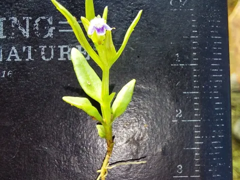 Crepidorhopalon