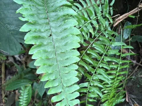 Hymenasplenium