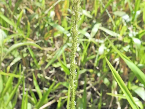 Hymenachne