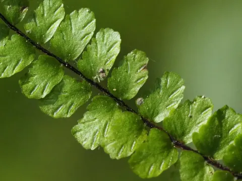 Asplenium tripteropus