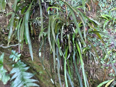 Haplopteris