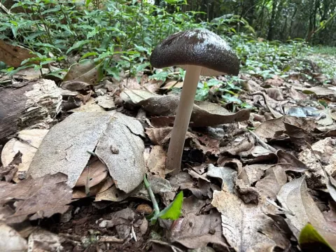 Гіменопелліс