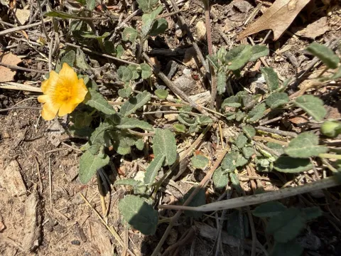 Sida abutilifolia