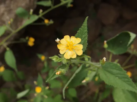 Sida glabra