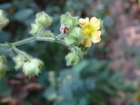 Sida pyramidata