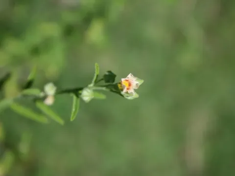 Сида шалфеелистная
