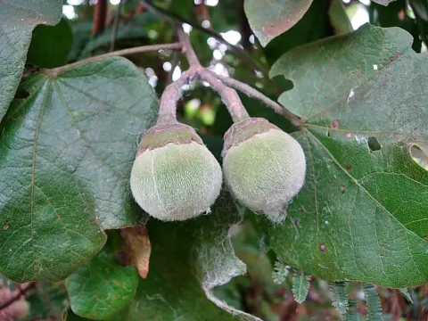Azanza