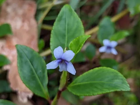 Viola stipularis