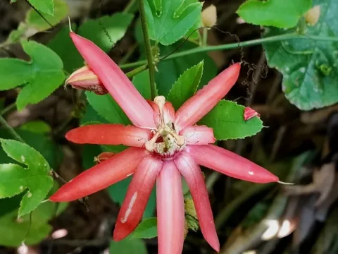 Passiflora quadriglandulosa