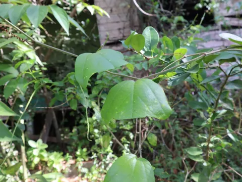 Bat-wing passion flower