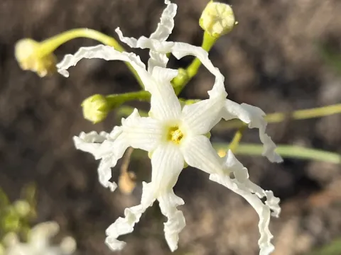 Ceratosanthes