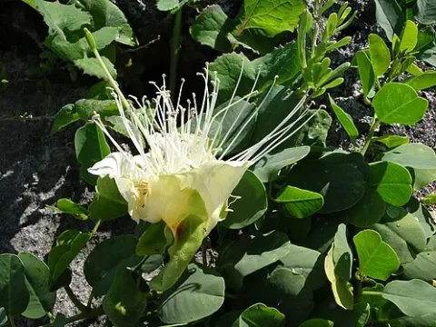 Capparis rheedii