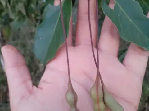 Capparis coccolobifolia
