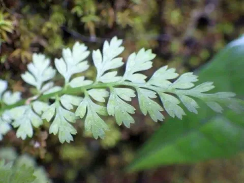 Asplenium anogrammoides