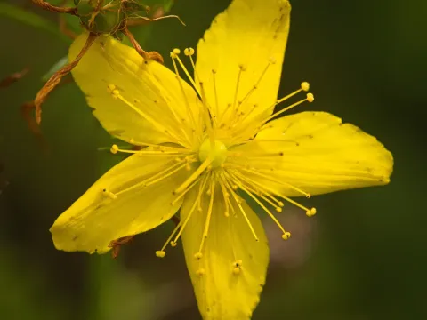 Звіробій