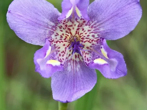 Alophia