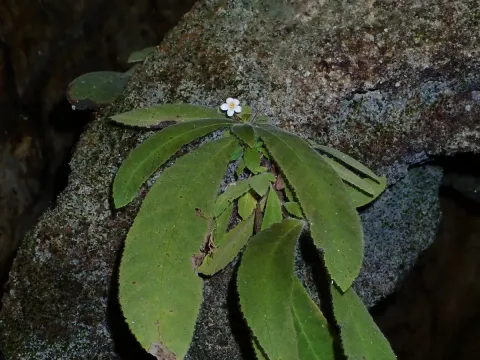 Amalophyllon