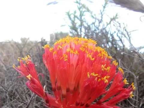 Tritoniopsis