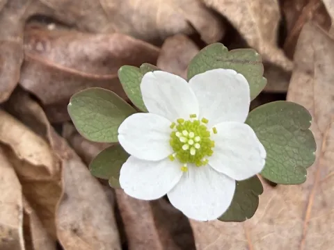 Rue anemone