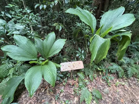 Asplundia